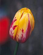 Tulip-blossom
