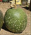 Variedades de zapallos y cayote en Salta, Argentina (Cucurbita ficifolia)
