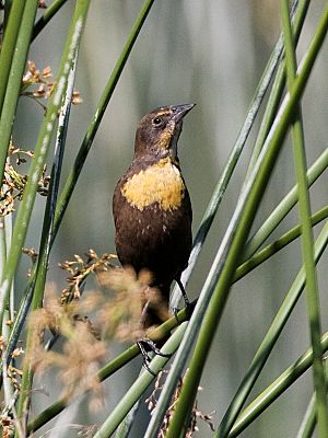 Archivo:Yellow-headed Blackbird - female