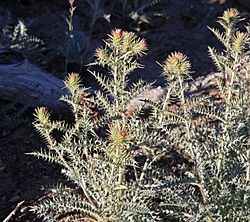 Yellowspine thistle Cirsium ochrocentrum.jpg