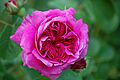 York and Lancaster - Monardes 1551