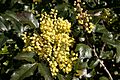 - Mahonia aquifolium 02 -