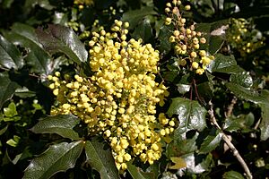 Archivo:- Mahonia aquifolium 02 -