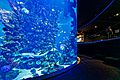 17. Dezember 2017 Eröffung des Aquariums Poema del Mar. 27