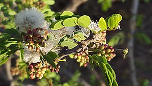 Archivo:Acacia mellifera subsp. detinens12