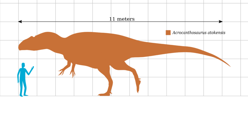 Acrocanthoscale