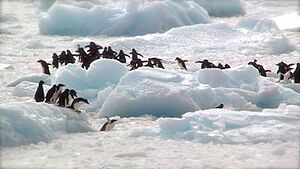 Archivo:Adélie penguins in Antarctica, Antarctic Peninsula
