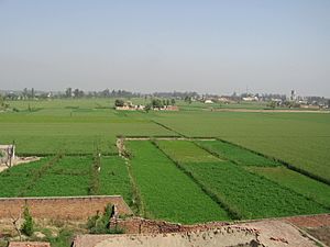 Archivo:Agriculture in Punjab India
