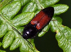 Ampedus balteatus - 21 06 10 - Thorndon Country Park - Brentwood - Essex (8281099221).jpg