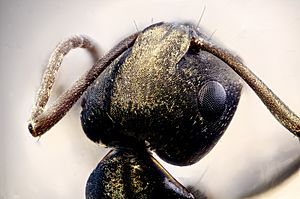 Archivo:Ant Head