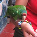 Aratinga (mitrata) alticola -Peru-6a