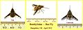 Bee Fly x 3 - 2012-4