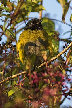 Black-and-Yellow Silky-flycatcher -Central Highlands - Costa Rica MG 6908 (26603413112).jpg