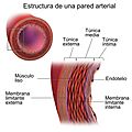 Blausen 0055 ArteryWallStructure esp
