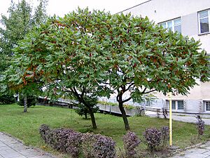 Archivo:Brosen rhus typhina3