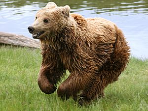 Archivo:Brown bear (Ursus arctos arctos) running
