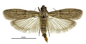 Archivo:Cadra cautella male LCR