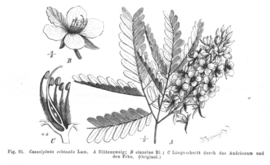 Archivo:Caesalpinia echinata Taub95