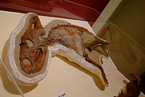 Archivo:Chasmosaurus juvenile