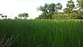 Countryside of Cambodia