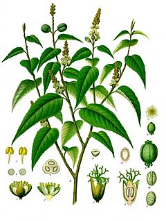 Archivo:Croton eluteria - Köhler–s Medizinal-Pflanzen-196