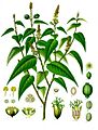 Croton eluteria - Köhler–s Medizinal-Pflanzen-196