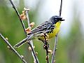 Dendroica kirtlandii -Michigan, USA -male-8 (5)