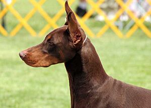 Archivo:Dobermann red Flickr