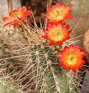 Archivo:Echinocereus mombergerianus