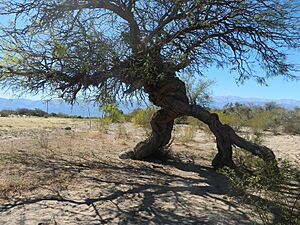 Archivo:El Arbol Enamorado