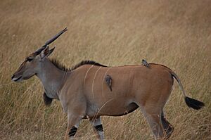 Archivo:Eland with oxpeckers - Masai Mara (7929206950)