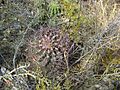 Ferocactus hamatacanthus 2