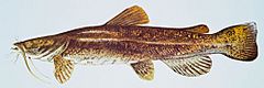 Flathead catfish.jpg