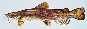 Archivo:Flathead catfish