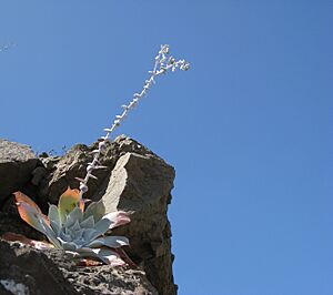 Archivo:Flickr - brewbooks - Dudleya - Roadside succulent