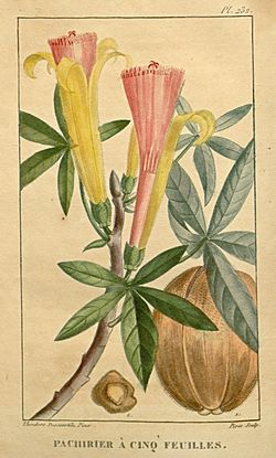 Flore médicale des Antilles, ou, Traité des plantes usuelles (Pl. 232) (8182123348).jpg