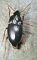 Gaioxenus pilipalpis
