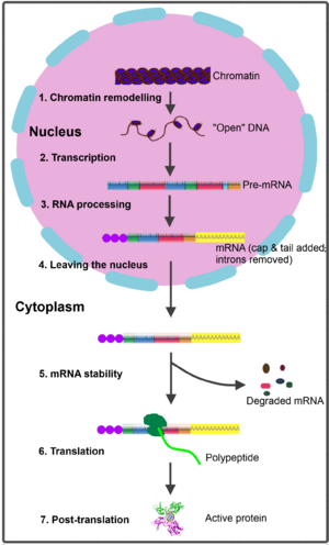 Archivo:Gene expression eukaryote