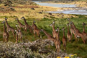 Archivo:Giraffes Arusha Tanzania