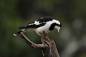 Archivo:Grallina cyanoleuca -Braeside Park, Melbourne, Victoria, Australia -female-8