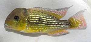 Gymnogeophagus tiraparae