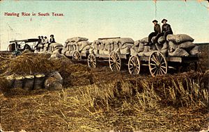 Archivo:Hauling rice in South Texas