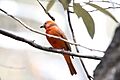 Hepatic Tanager (Piranga hepatica) (3399098997)