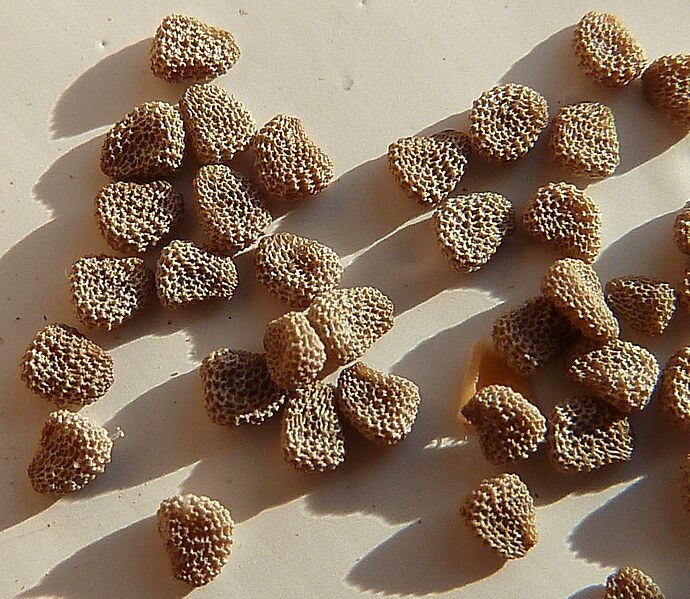 Hyoscyamus albus-8