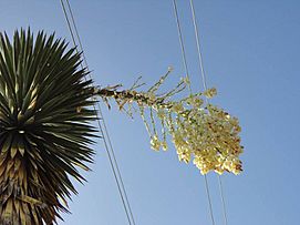 Archivo:Infloresencia de Yucca filifera