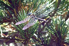 Iridescence in the wings of a dragonfly