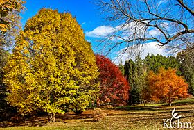Klehm Arboretum & Botanic Garden Fall Colors.jpg