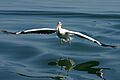 Landing Pelican Walvis Bay Namibia Luca Galuzzi 2004