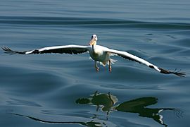 Landing Pelican Walvis Bay Namibia Luca Galuzzi 2004