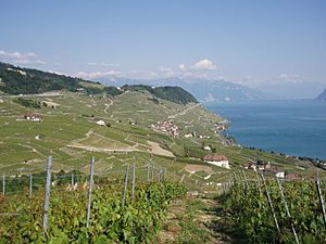 Archivo:Lavaux Epesses